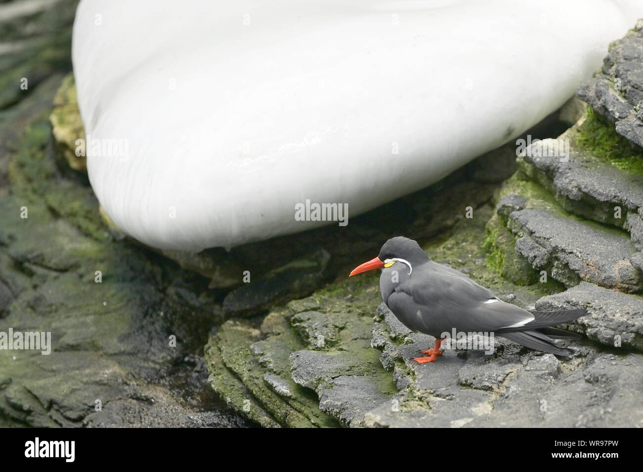 Inca tern (Larosterna inca) bird on ground and ice Stock Photo