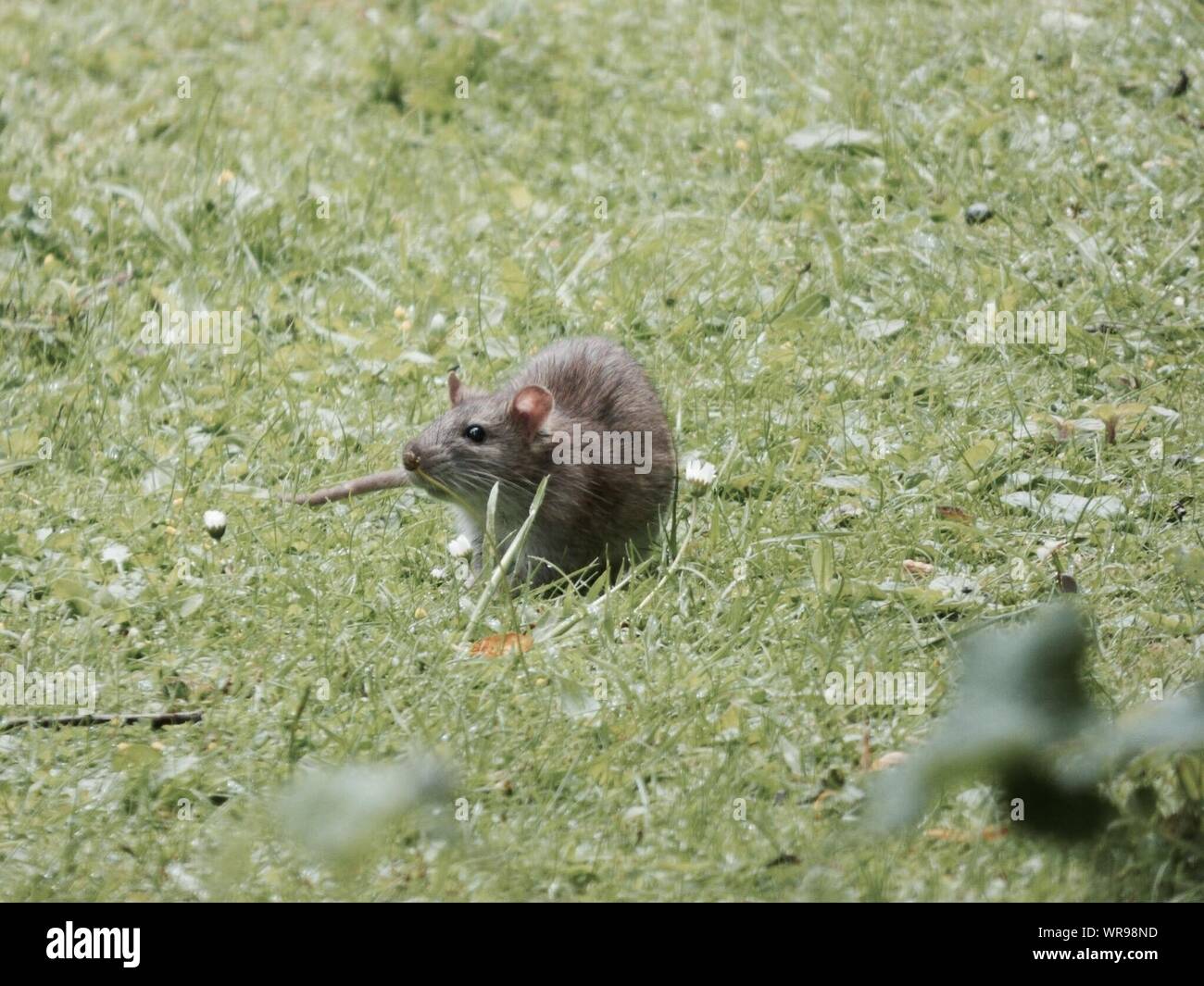 Grass rat hires stock photography and images Alamy