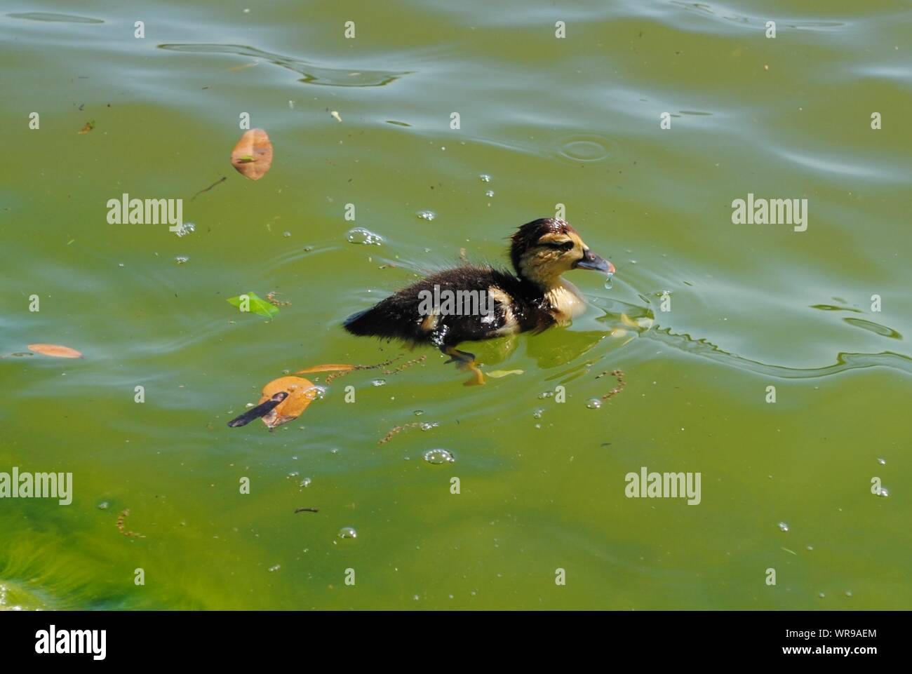 High Angle View Of Duckling Swimming In Lake At Burke Crenshaw Park Stock Photo