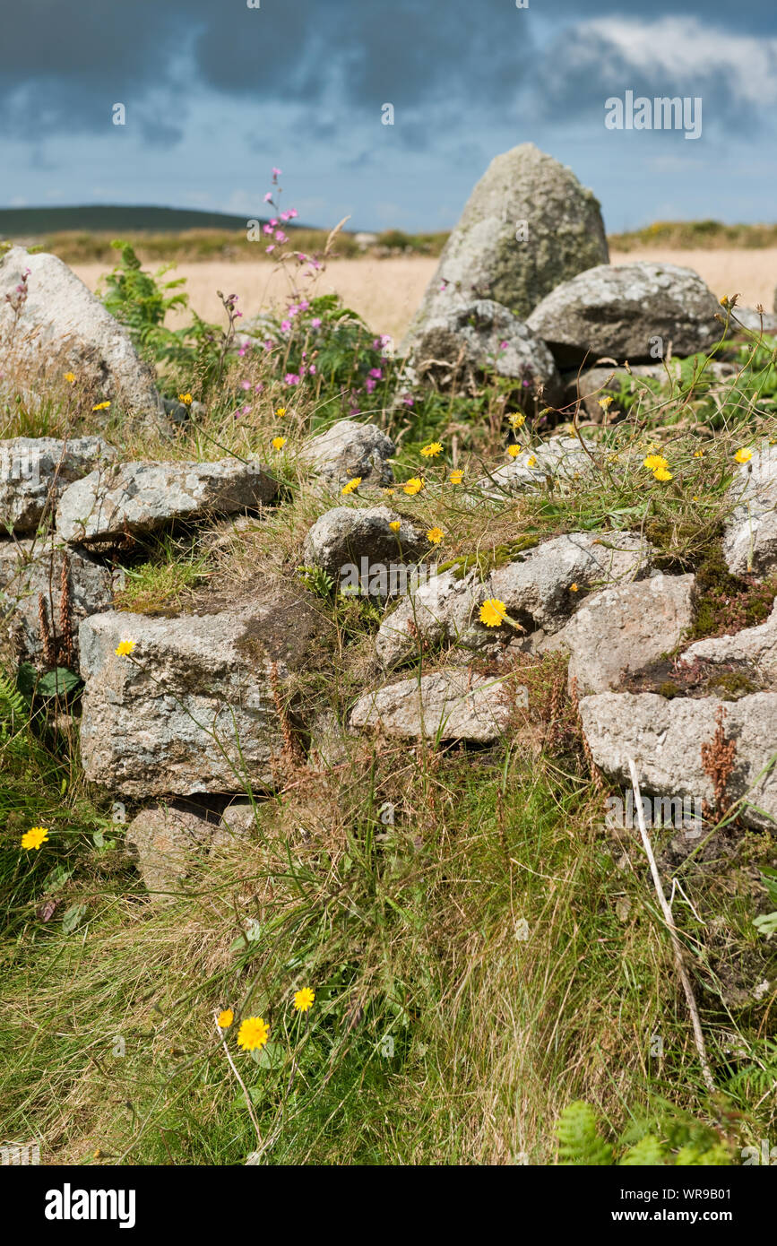 Wild flowers and plants on old Cornish stonewall. Cornwall, Engl;and, UK Stock Photo