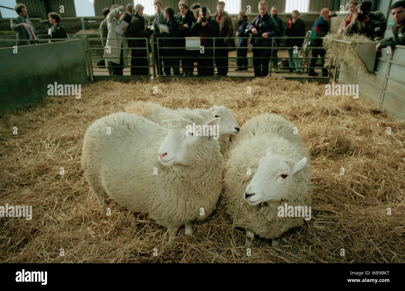 Dolly the sheep, the world's first cloned mammal, is announced to the world  and meets the media, at Roslin Institute, in Roslin, Scotland, on 22nd  February 1997 Stock Photo - Alamy