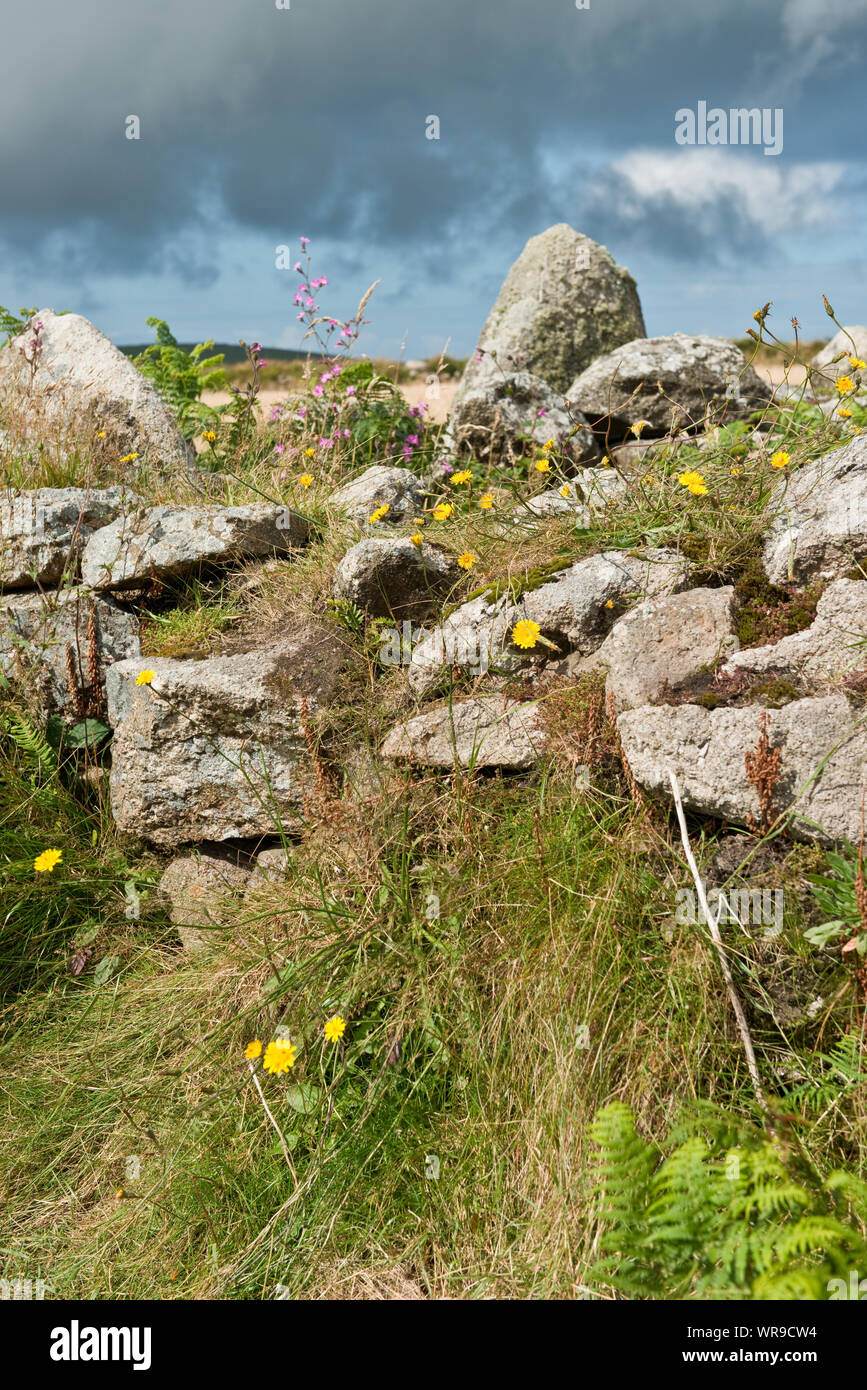Wild flowers and plants on old Cornish stonewall. Cornwall, Engl;and, UK Stock Photo