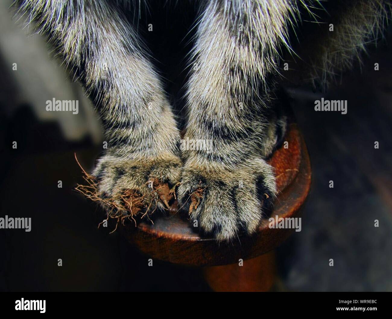 Dirty Cat Stock Photos & Dirty Cat Stock Images Alamy