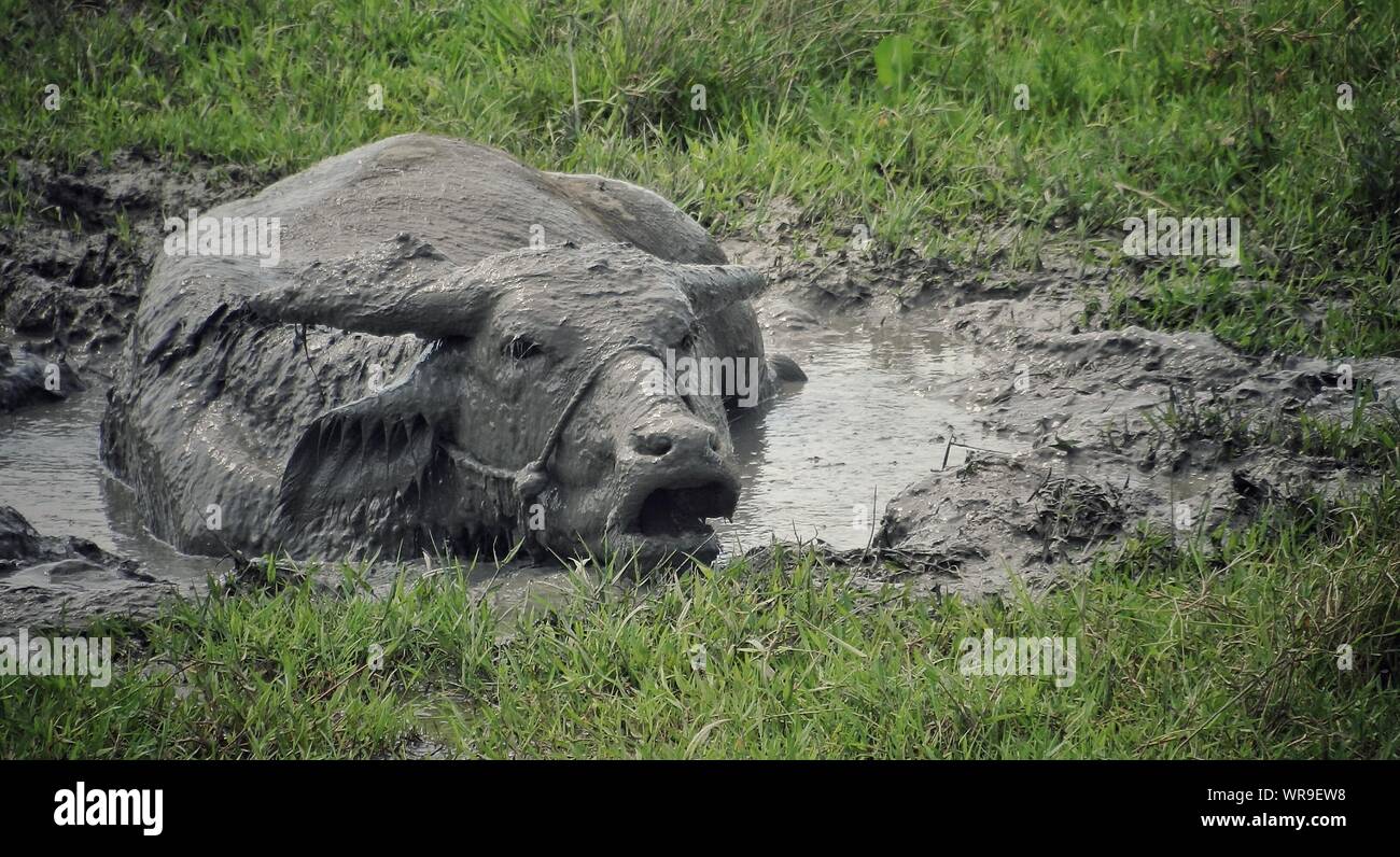 Water Buffalo Wallowing In Mud Stock Photo