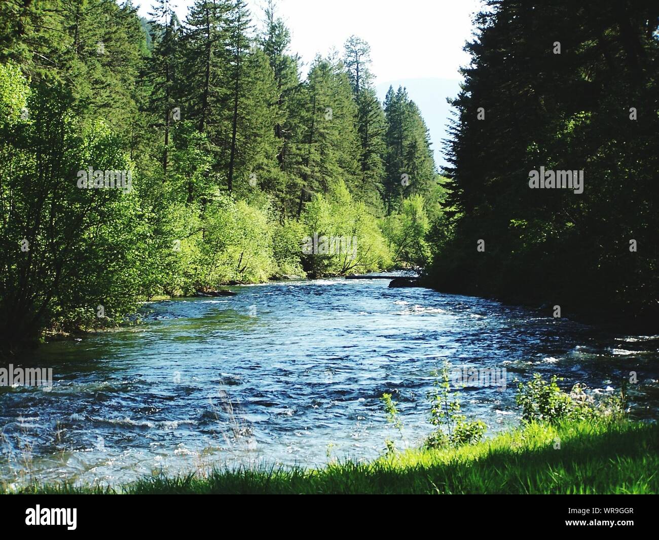 Clark Fork River Flowing Amidst Trees Stock Photo