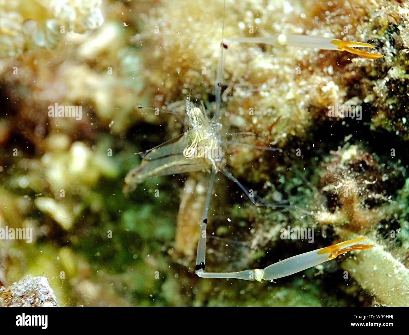 Close-up Of Crustacean Undersea Stock Photo