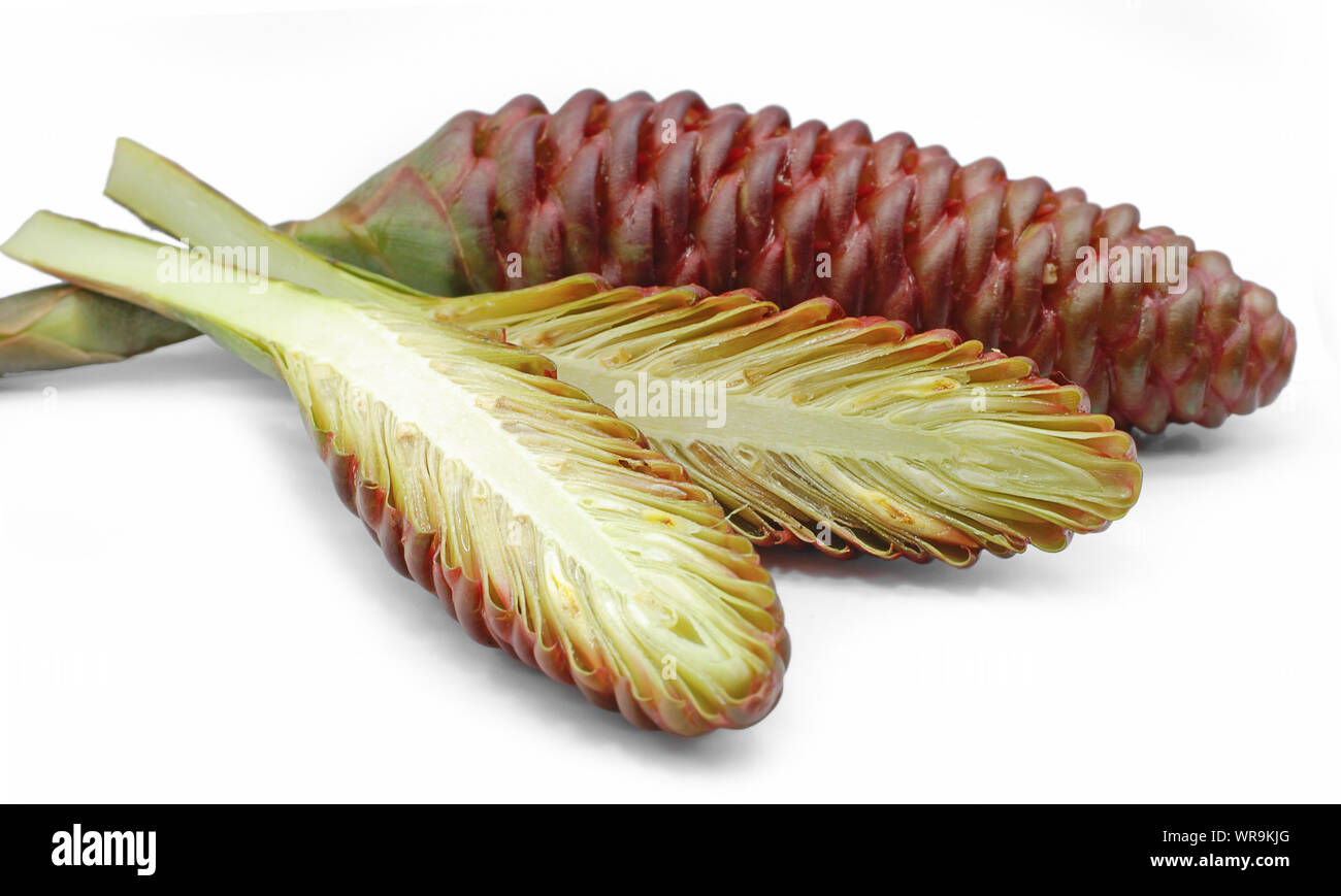 Zingiber zerumbet or shampoo ginger isolated on white background Stock Photo