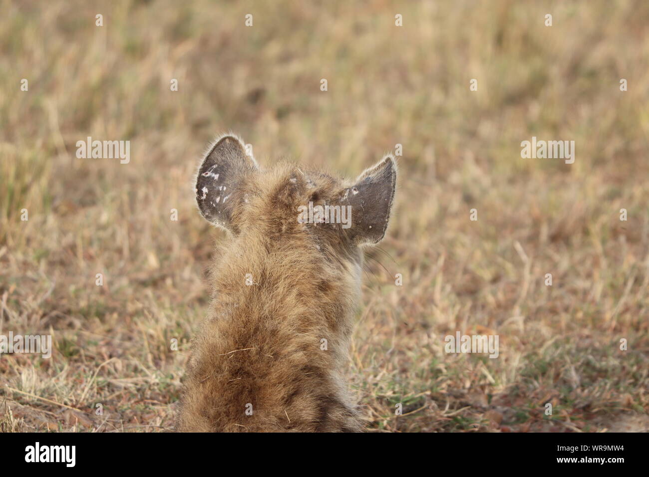 Spotted hyena ears with scars, closeup, Masai Stock Photo