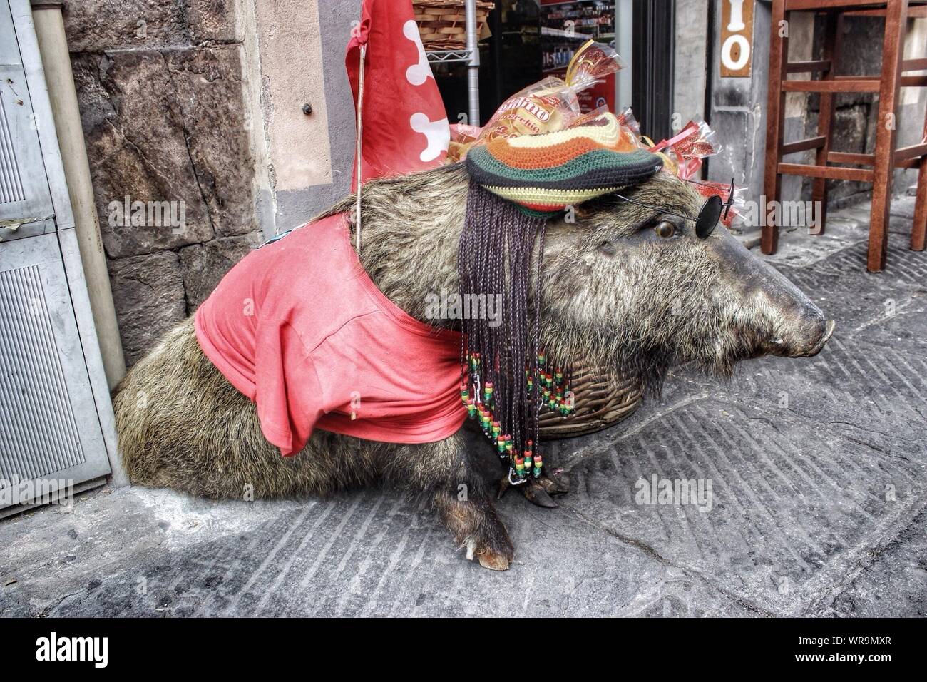 Decorated Wild Boar On The Street Stock Photo