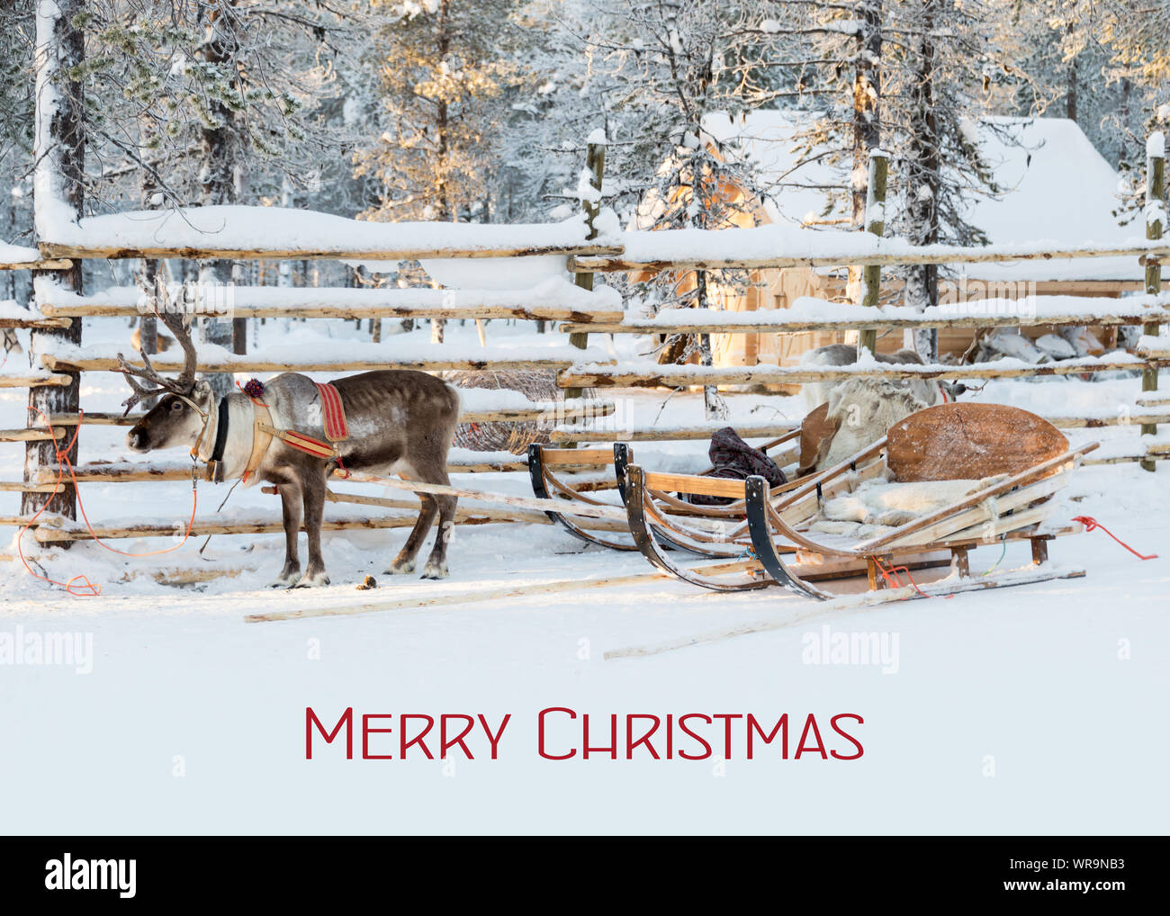 Christmas card, reindeer sleigh waiting for Santa in winter, text Merry Christmas Stock Photo