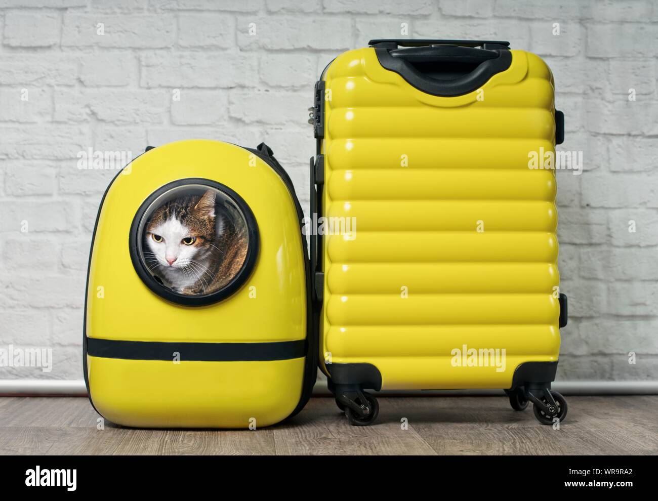 yellow cat backpack