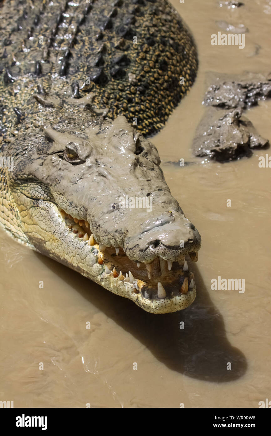 Close up of a Saltwater crocodile on the river bank, Adelaide River, Australia Stock Photo