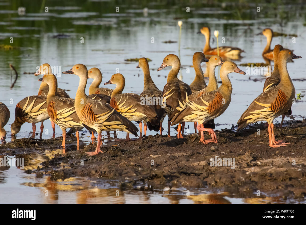 Group of Plumed whistling ducks in the warm evening light, Yellow Water, Kakadu National Park, Australia Stock Photo