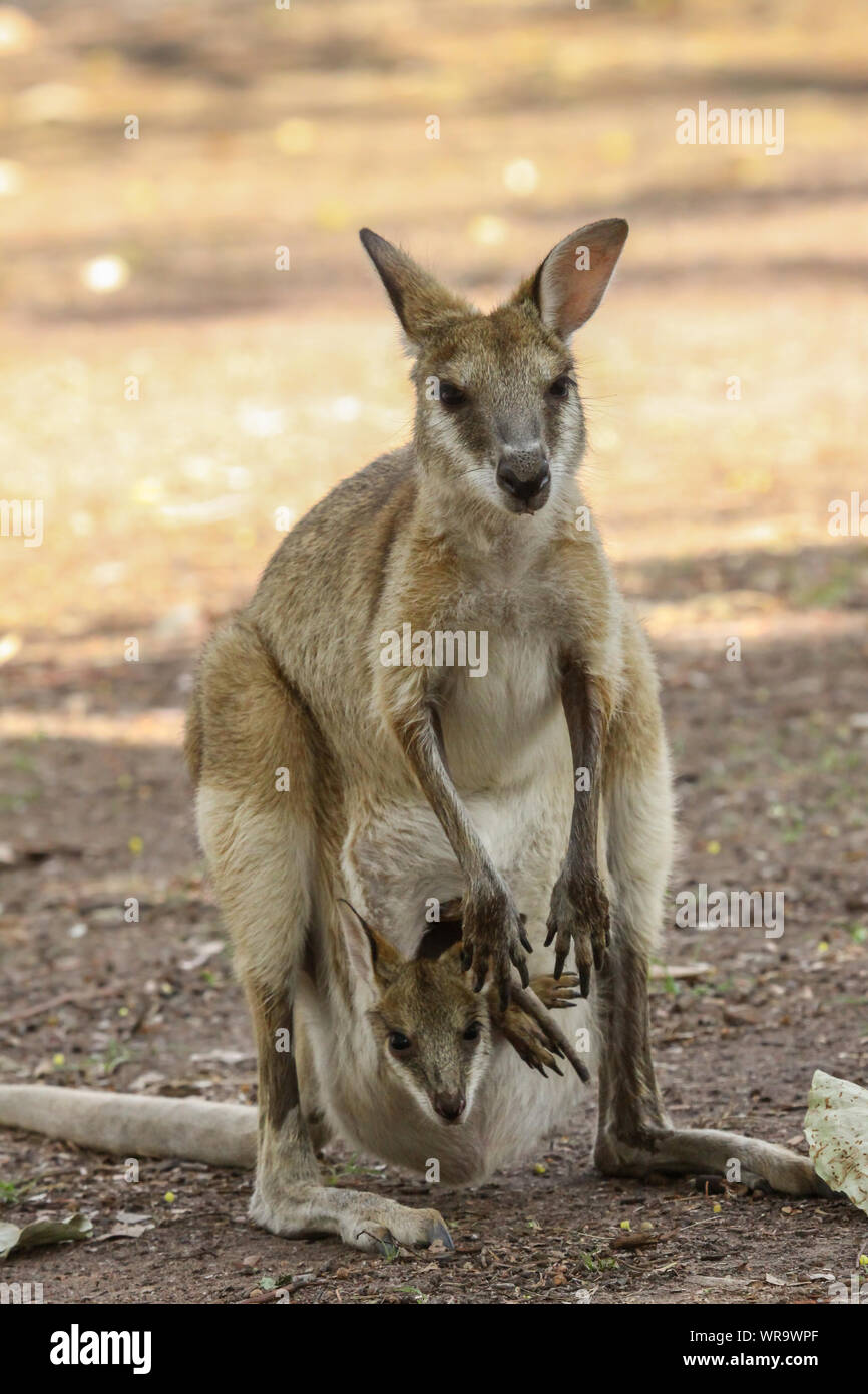 Close up of an Agile wallaby baby or called joey looking out of its mother´s pouch, Northern Territory, Australia Stock Photo