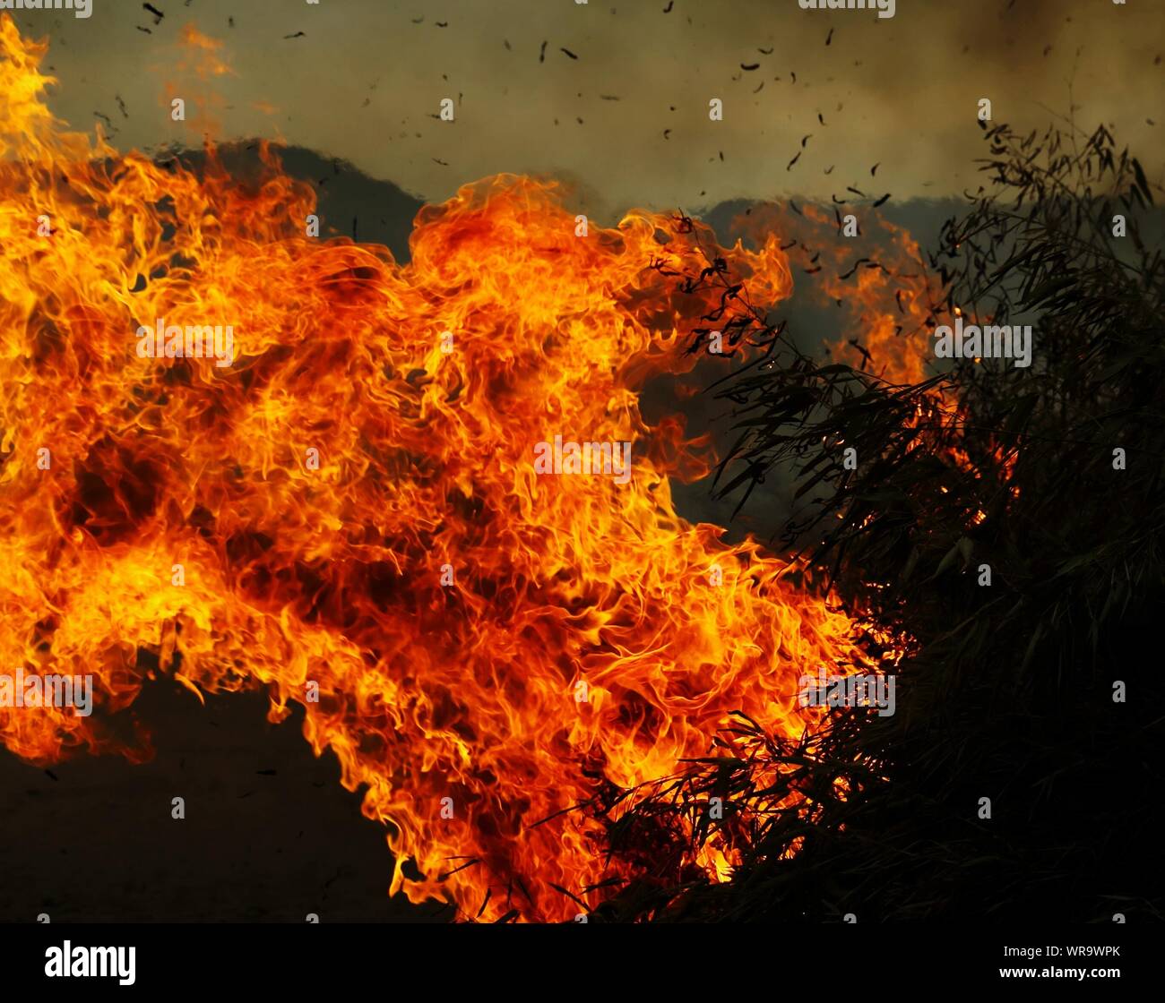 Burning trees hires stock photography and images Alamy