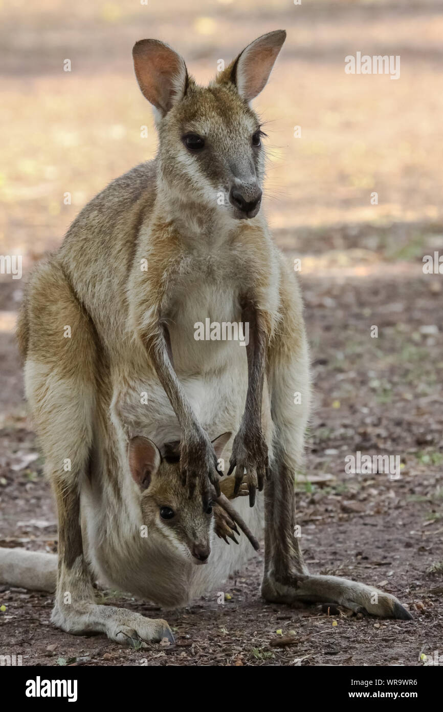 Wallaby looking out of pouch hires stock photography and images Alamy