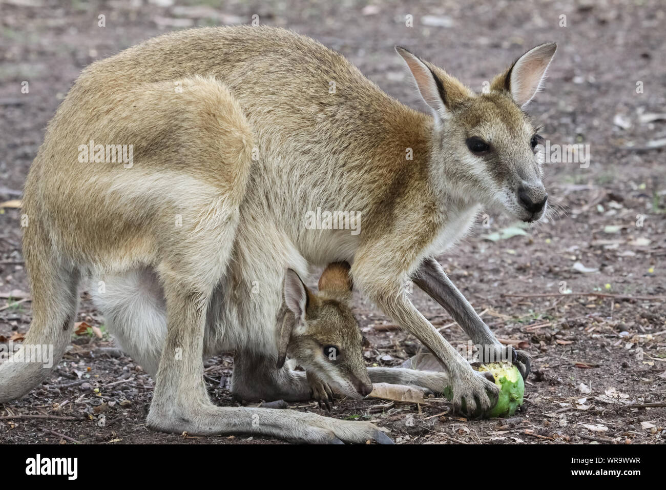 Agile wallaby mother with baby feeding on fruit, Northern Territory, Australia Stock Photo