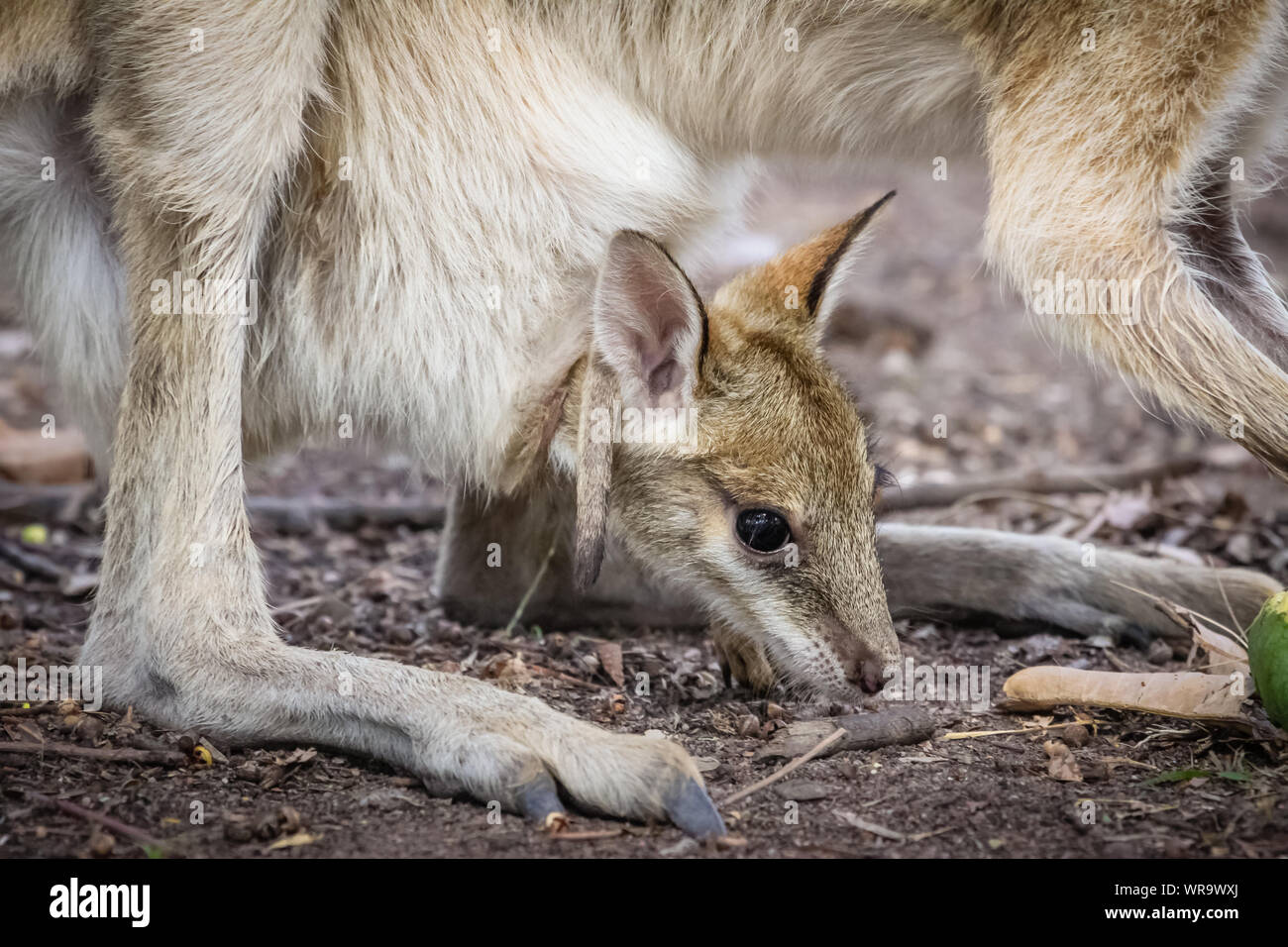 Close up of an Agile wallaby baby or called joey looking out of its  mother´s pouch, Northern Territory, Australia Stock Photo - Alamy