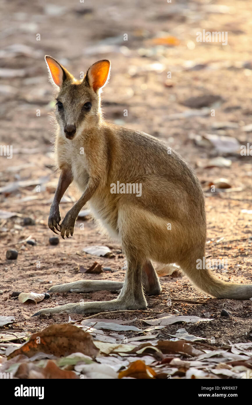 Agile Wallaby facing in the warm evening light, Katherine, Northern Territory, Australia Stock Photo