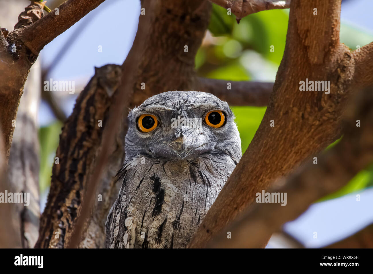 Portrait  of an unique Tawny frogmouth in tropical tree, facing, Karumba, Queensland, Australia Stock Photo