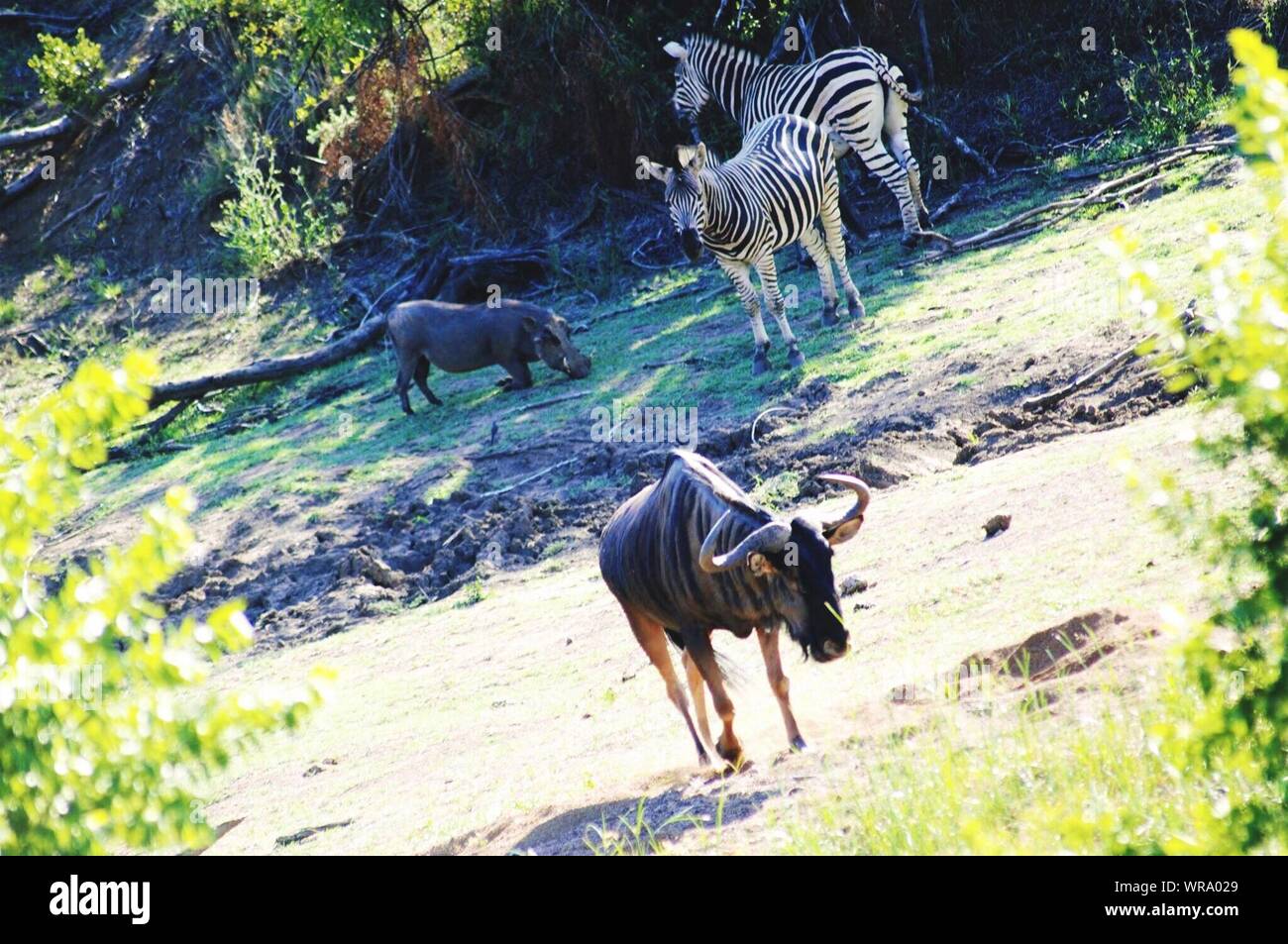 Safari Animals Grazing On Field Stock Photo