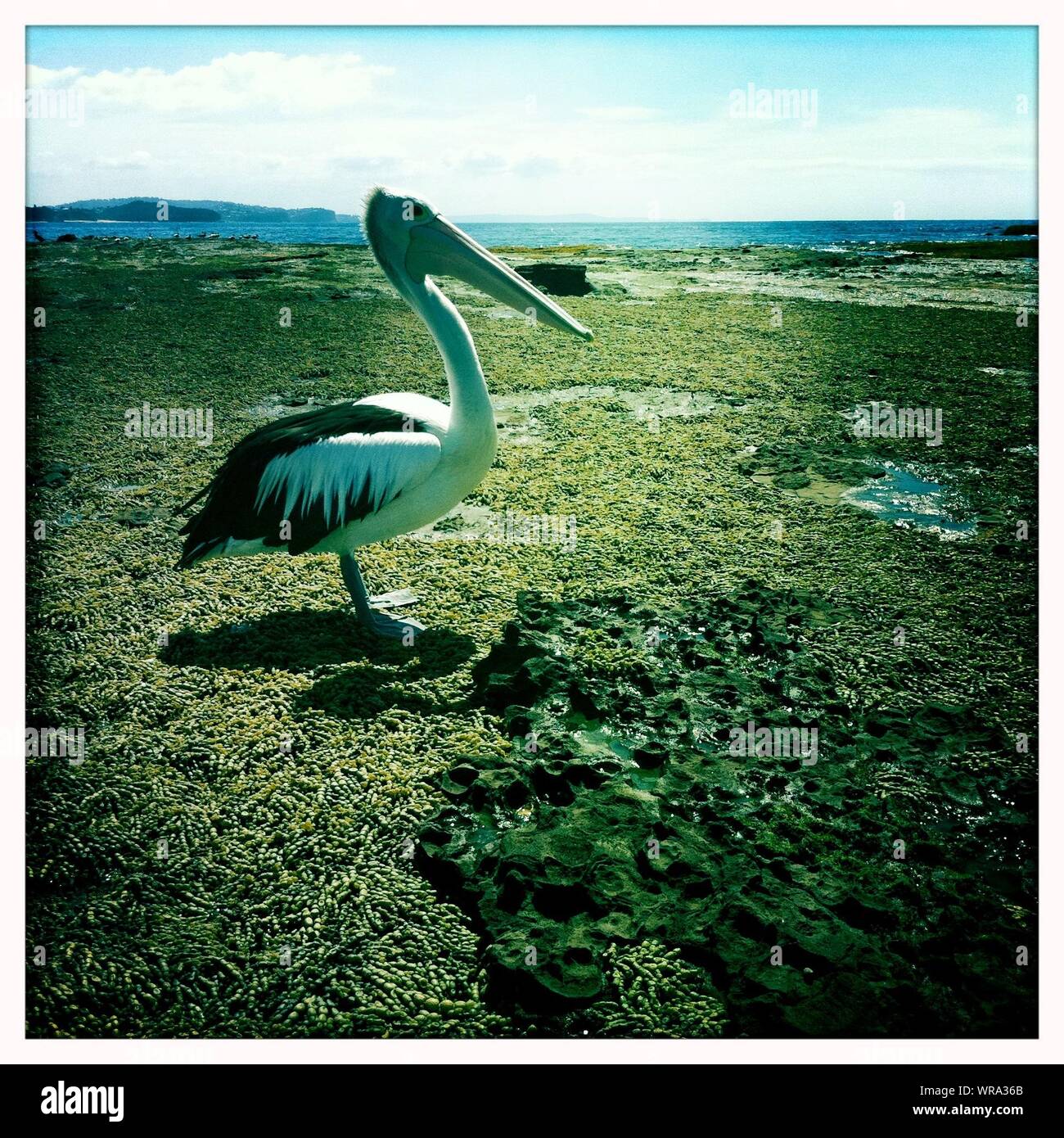 Pelican On Green Land Stock Photo