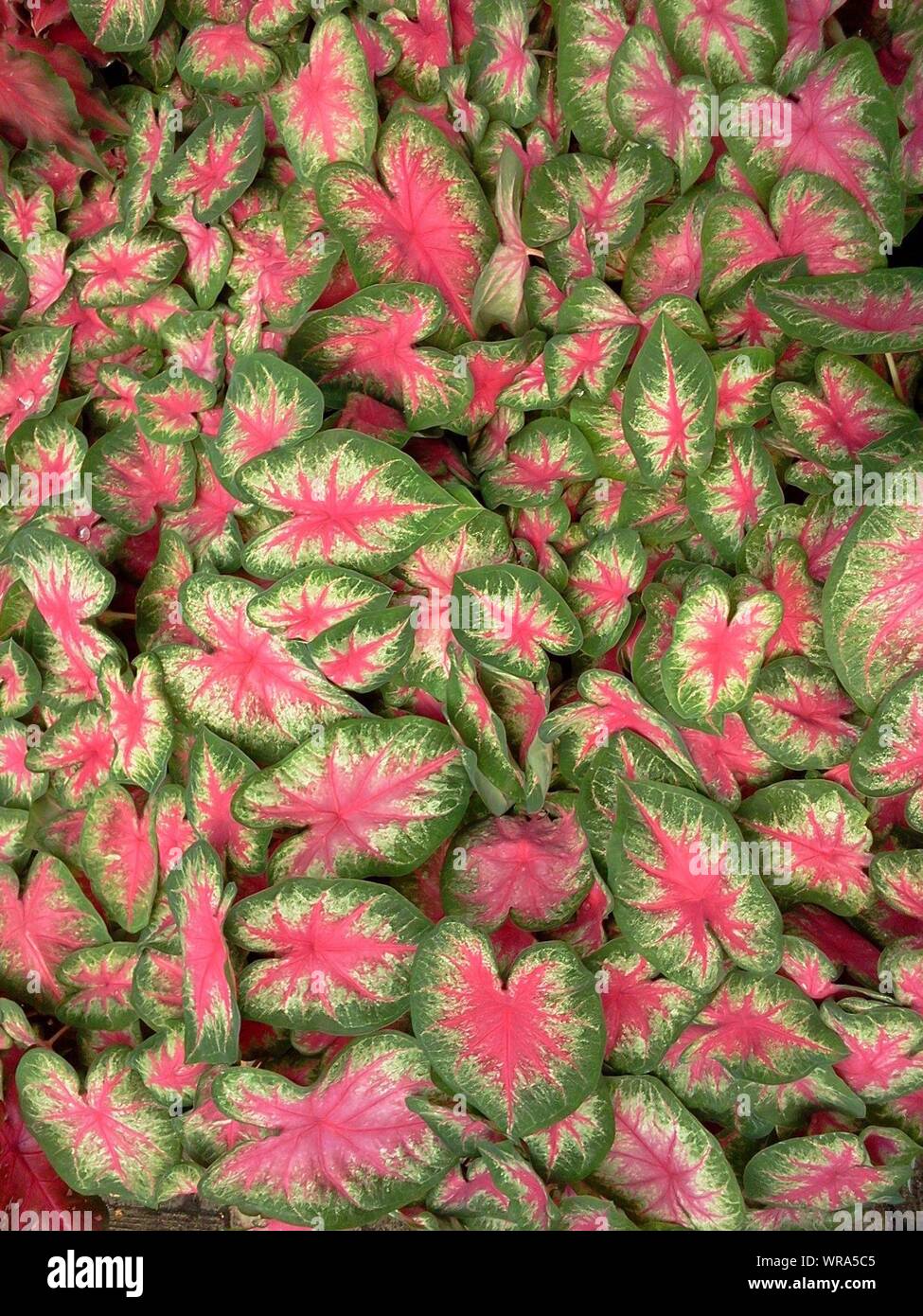 Caladium Leaves Stock Photo