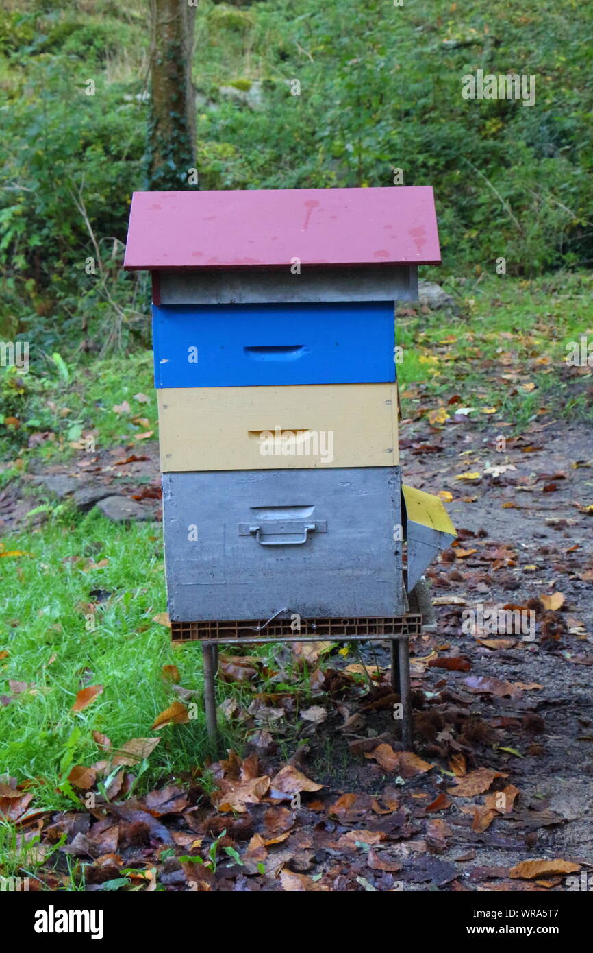 Hive in a forest of Brittany during autumn Stock Photo