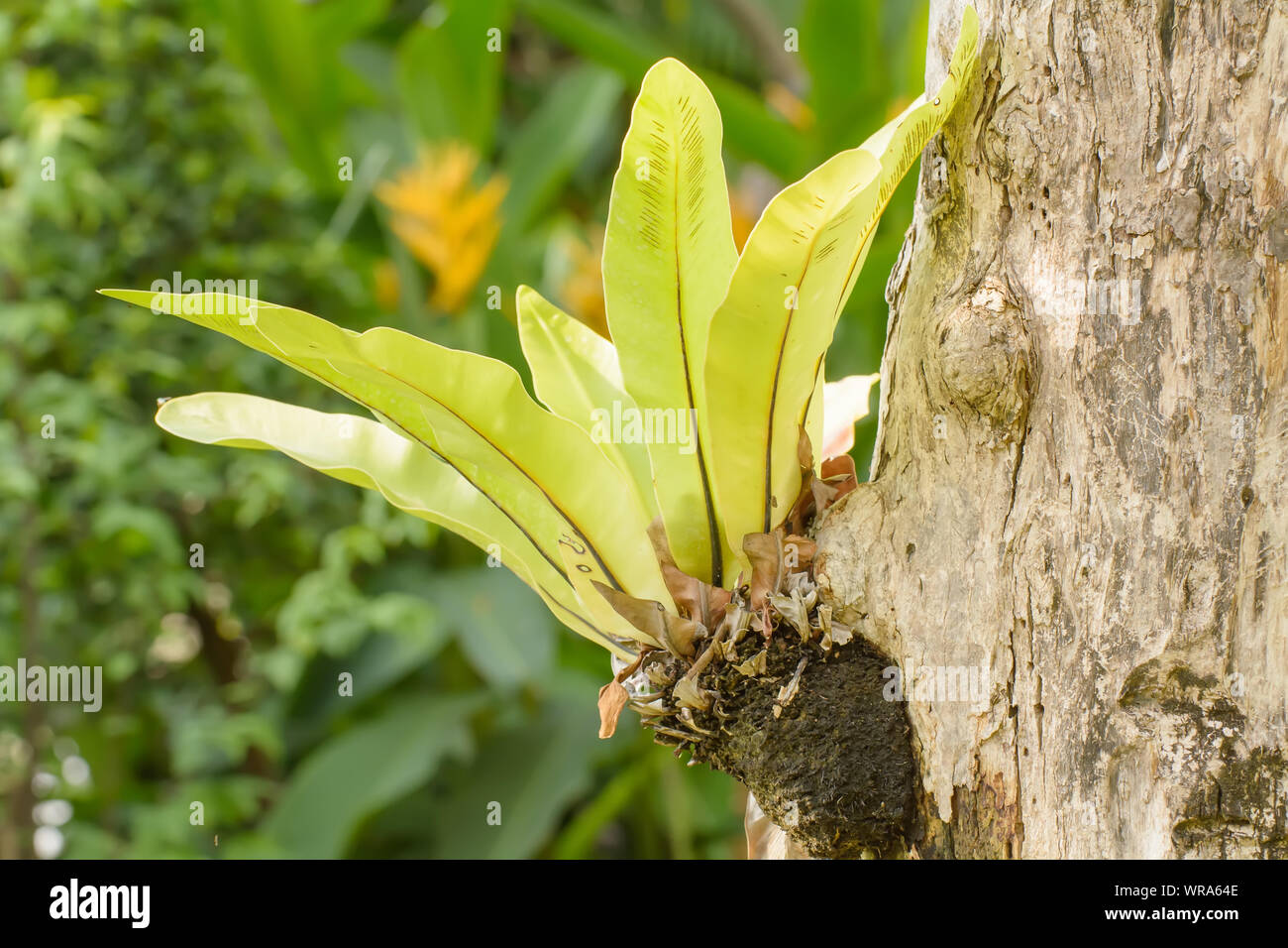 Birds nest fern asplenium nidus hi-res stock photography and images - Alamy