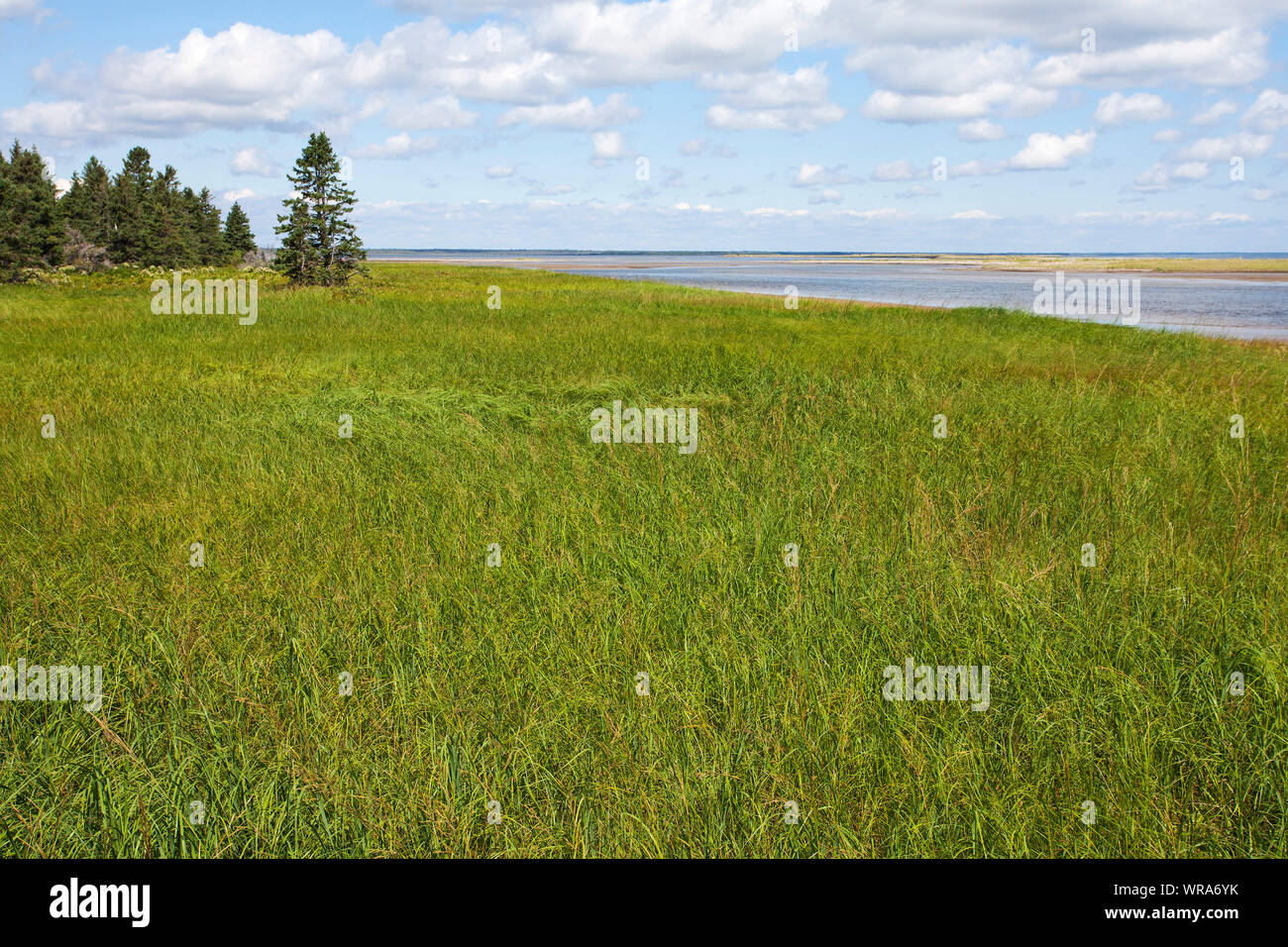 Salt marsh in the maritime plain of Kouchibouguac National Park near St