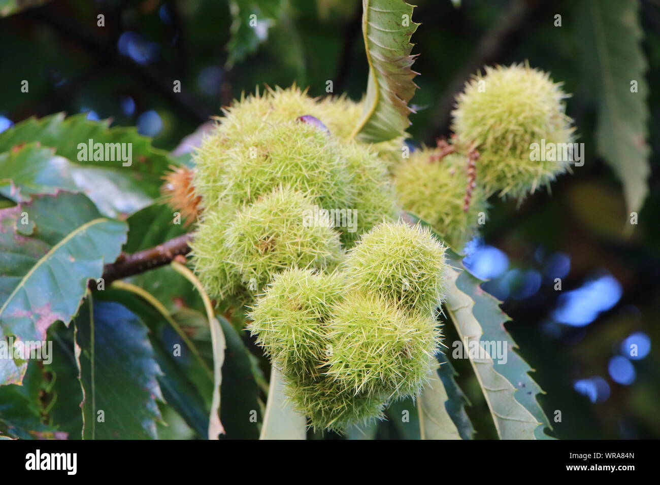 Chestnut tree branch close hi-res stock photography and images - Alamy