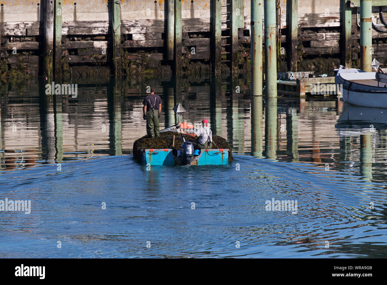 Boat full of Dulse Palmaria palmata seaweed being taken to the dock for collection for processing North Harbour Grand Manan Island New Brunswick Canad Stock Photo