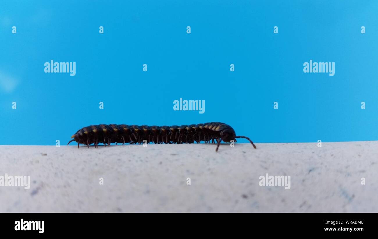 High Angle View Of Centipede On Pool Side Stock Photo
