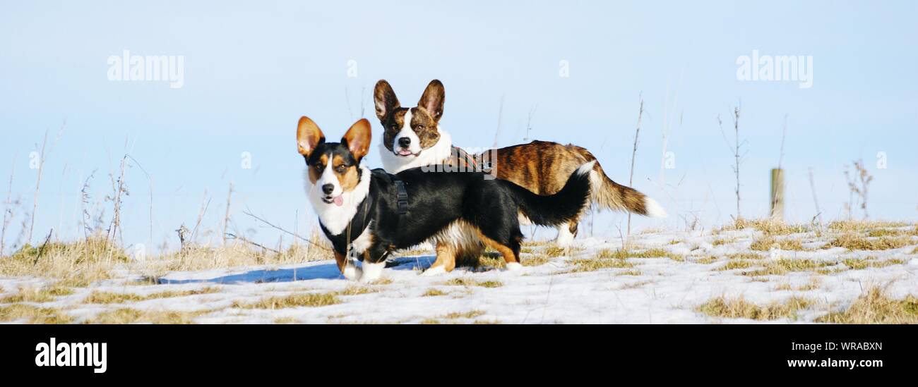 Panoramic Shot Of Cardigan Welsh Corgis On Snow Covered Field Against Sky Stock Photo