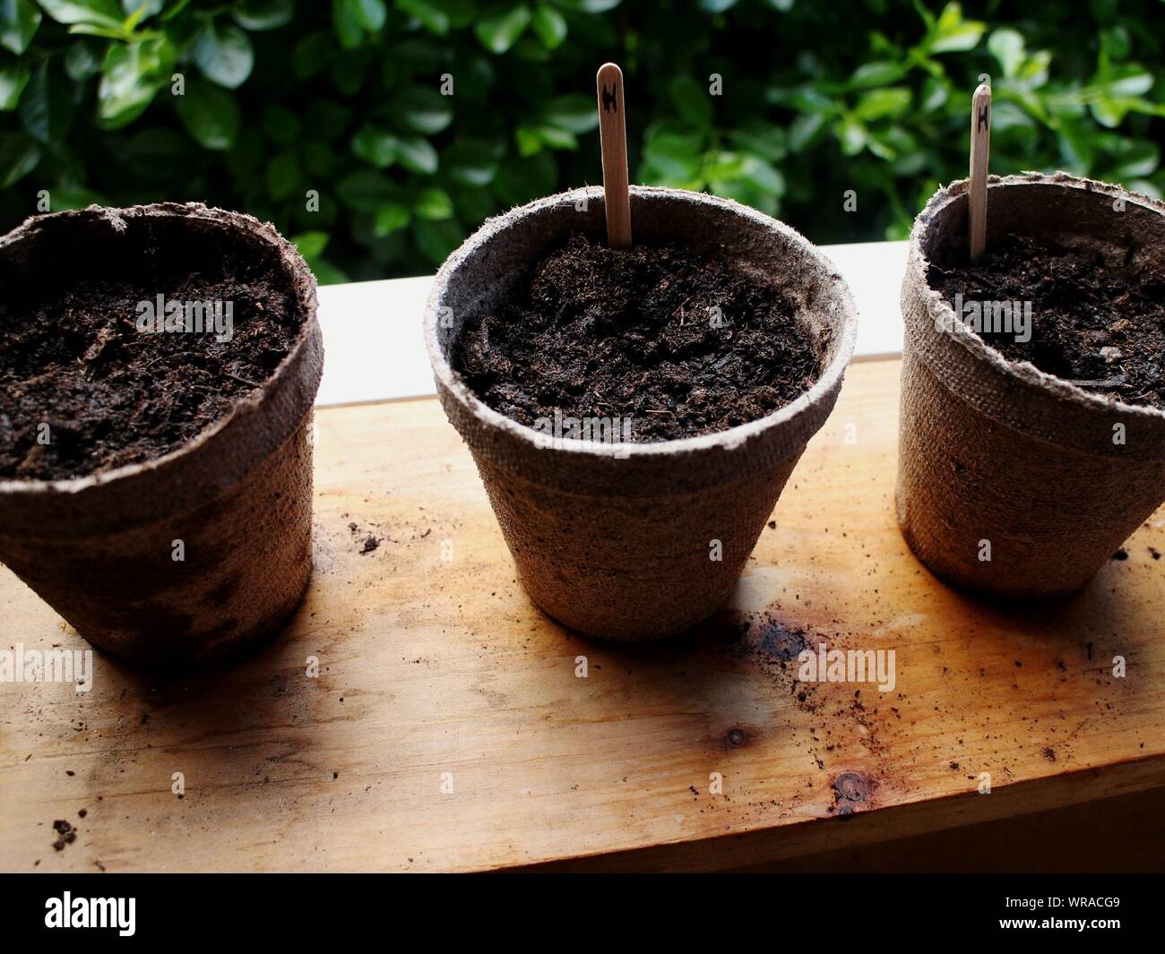 Close-up Of Seeded Flower Pots With Labeling On Sticks Stock Photo