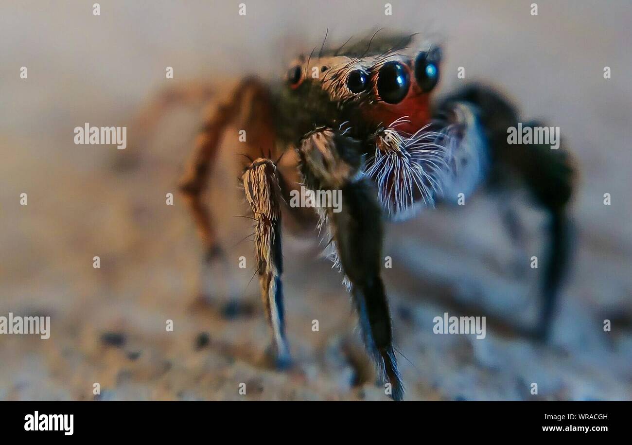 Close-up Surface Level Of A Spider Stock Photo