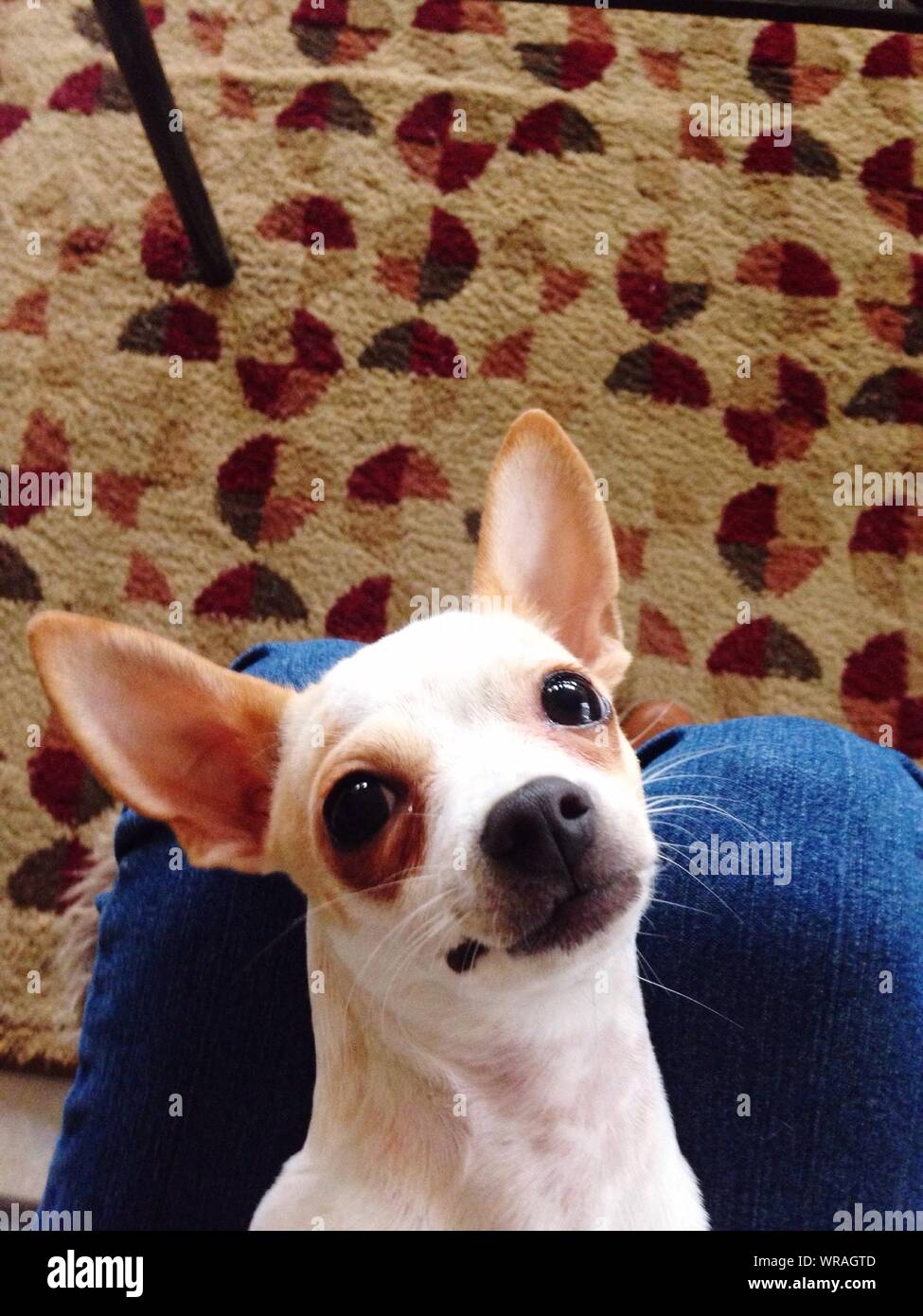 Dog on knee dog on knees hires stock photography and images Alamy