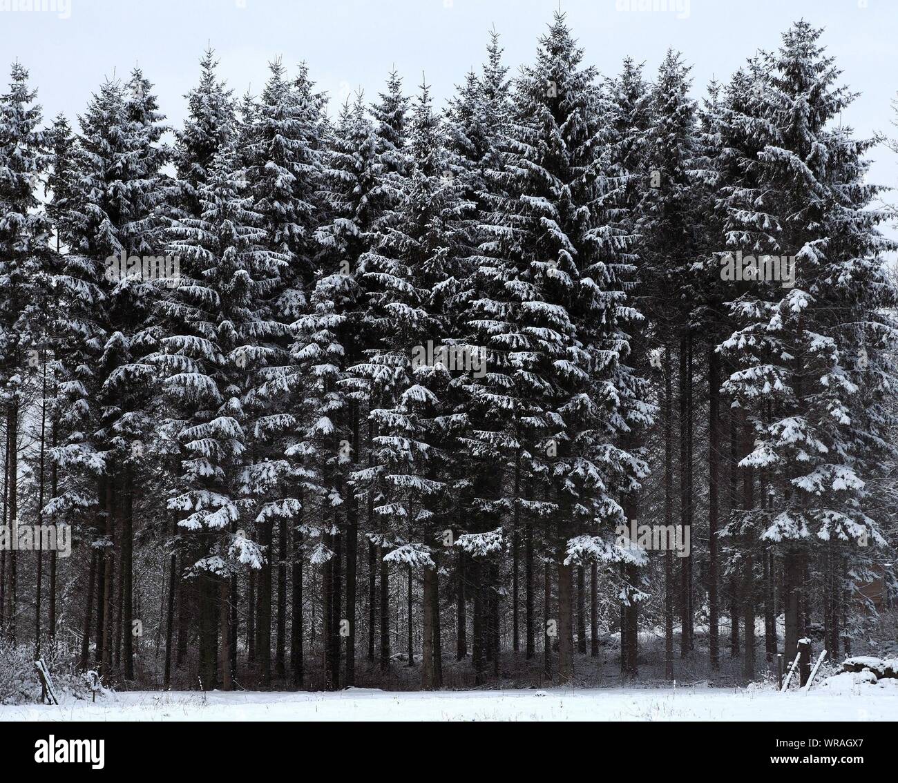 Snow scene pine trees hi-res stock photography and images - Alamy