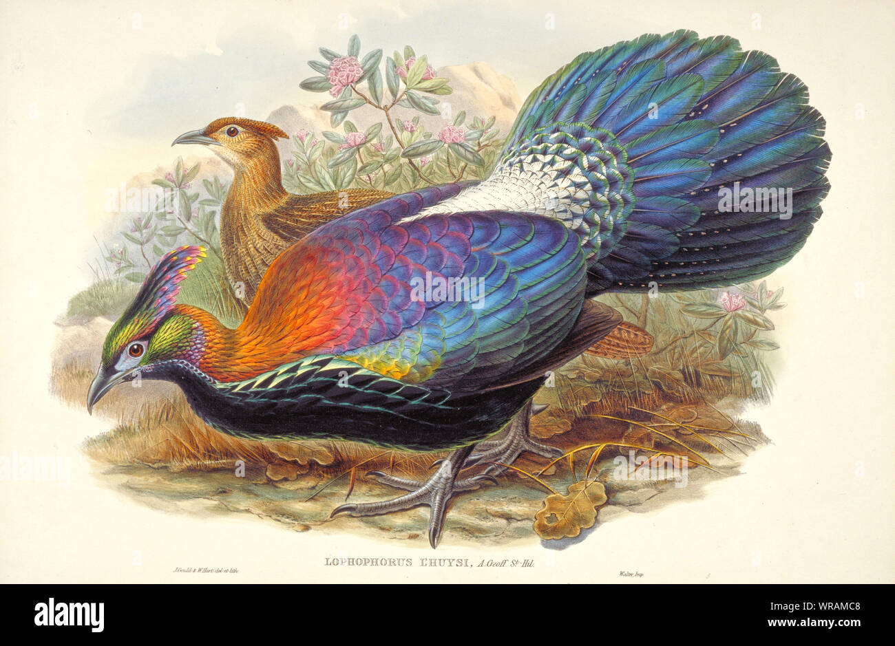 The Chinese monal (Lophophorus lhuysii), colored lithograph from 'The Birds of Asia' that published in the 19th century. Sketch by John Gould. Stock Photo