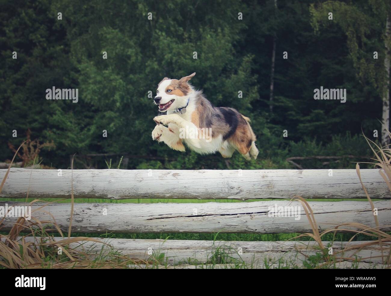Why Is My Dog Suddenly Jumping The Fence