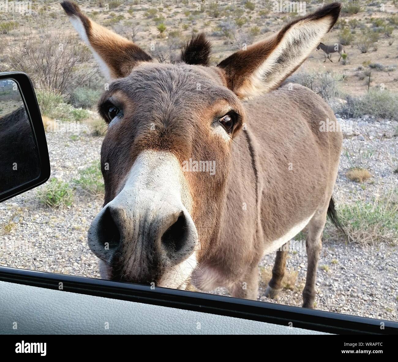 Donkey Car Window Stock Photos & Donkey Car Window Stock Images ...