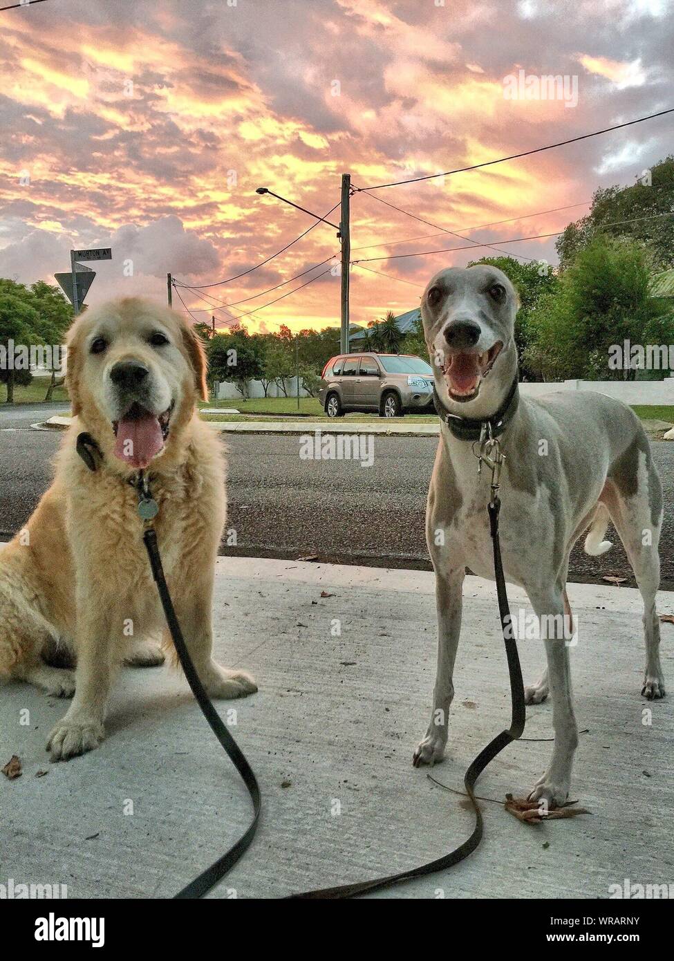Portrait Of Whippet And Golden Retriever On Footpath At Sunset Stock Photo Alamy