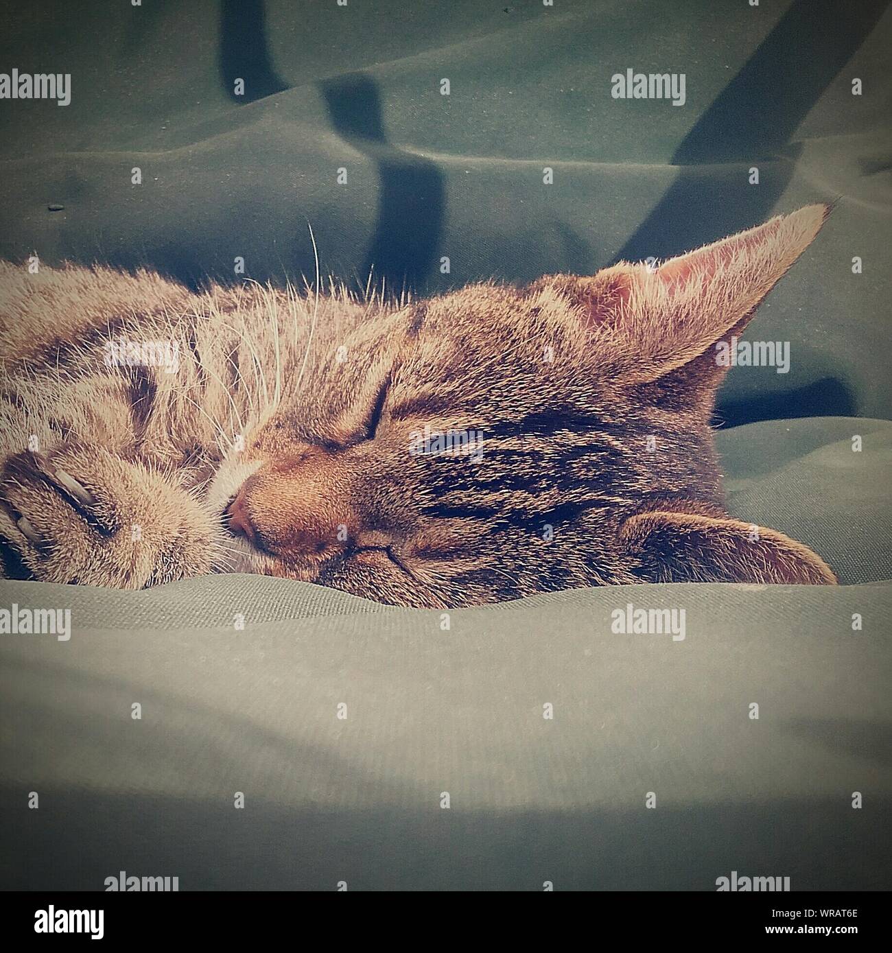 Cat Sleeping On Bed At Home Stock Photo Alamy
