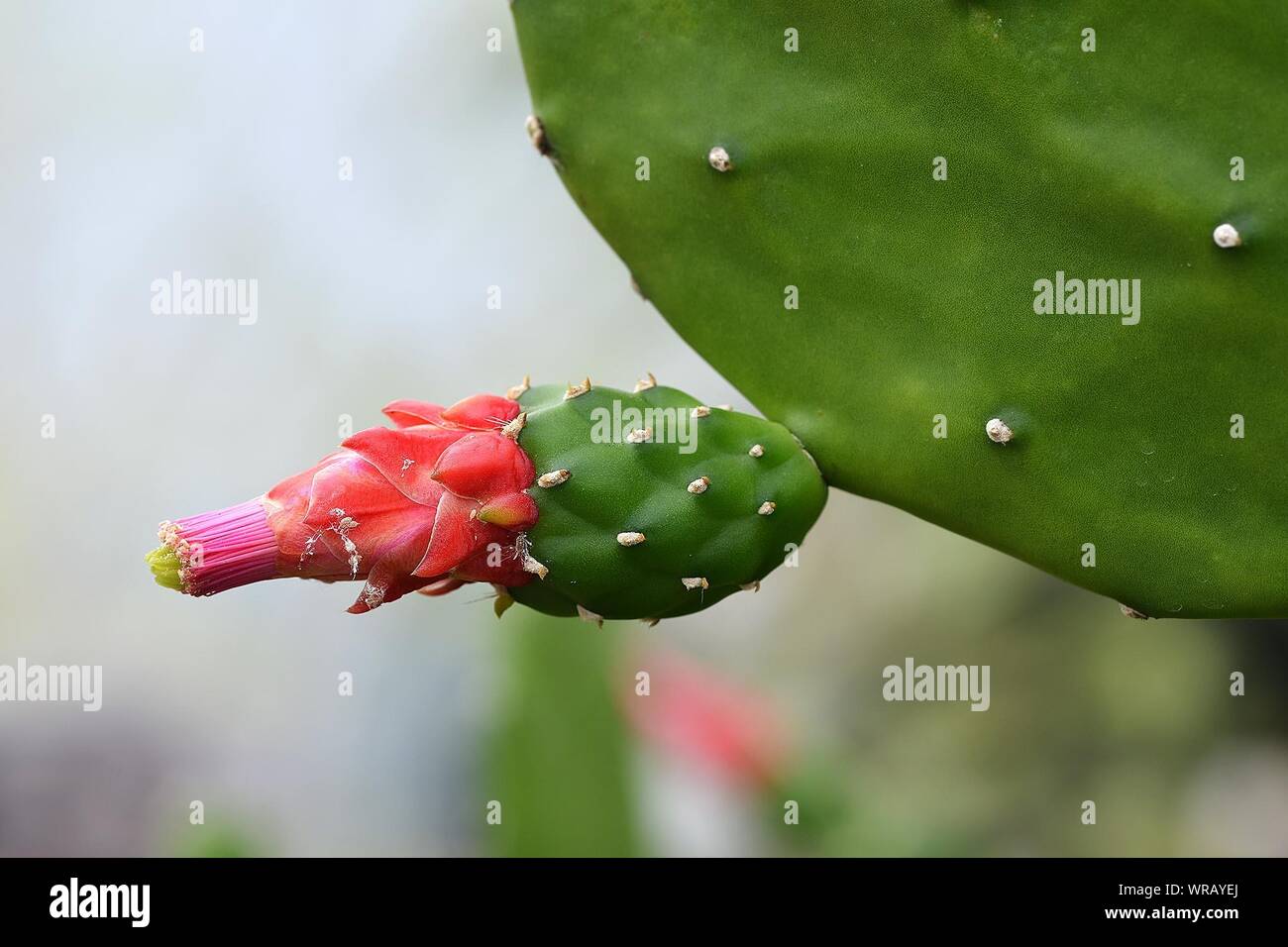 Close-up Of Flower Blooming On Prickly Pear Cactus Stock Photo