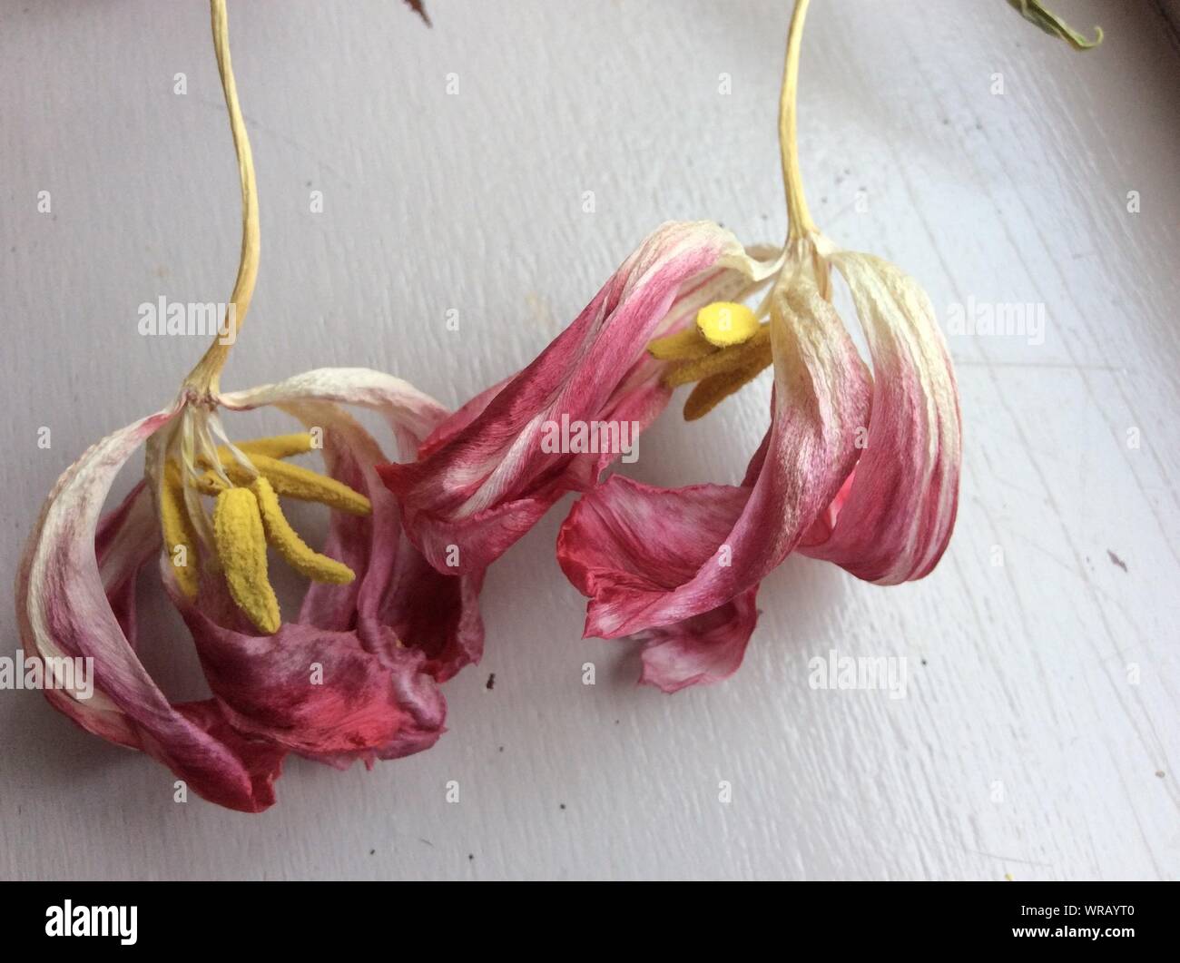 Wilted Pink Lilies On Table Stock Photo