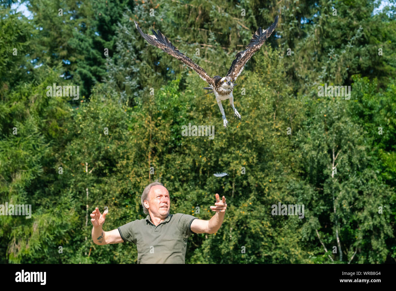 Friesoythe, Germany. 10th Sep, 2019. An osprey is released into the wild by Klaus Meyer, head of the Rastede wildlife sanctuary. He let the animal fly its freedom at the Thülsfeld dam. The rare bird was cared for in the Rastede wildlife sanctuary. Credit: Mohssen Assanimoghaddam/dpa/Alamy Live News Stock Photo