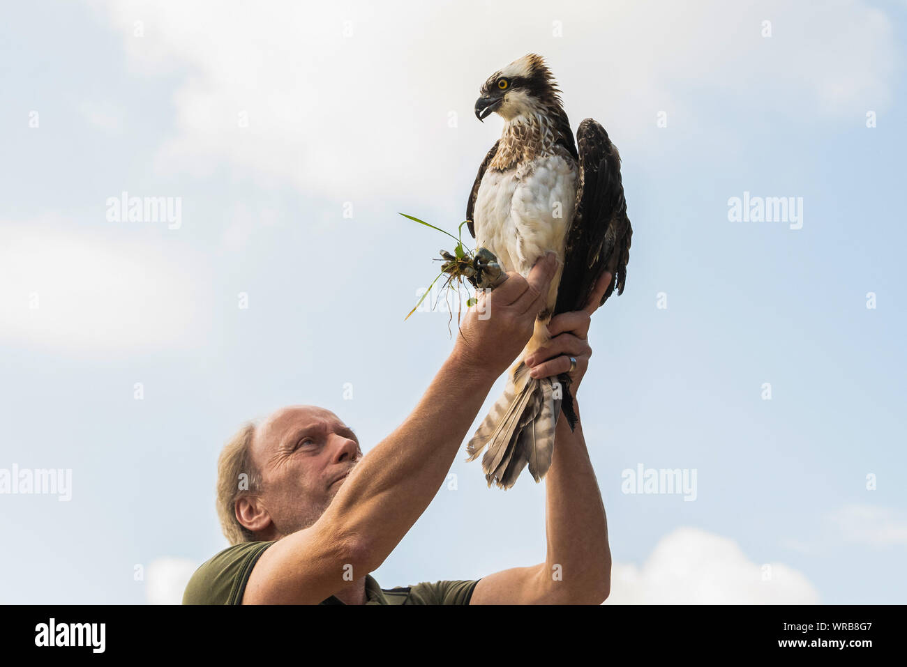 Friesoythe, Germany. 10th Sep, 2019. An osprey is released into the wild by Klaus Meyer, head of the Rastede wildlife sanctuary. He holds the animal in the air, in order to let it fly away afterwards. The rare bird was cared for in the Rastede wildlife sanctuary. Credit: Mohssen Assanimoghaddam/dpa/Alamy Live News Stock Photo