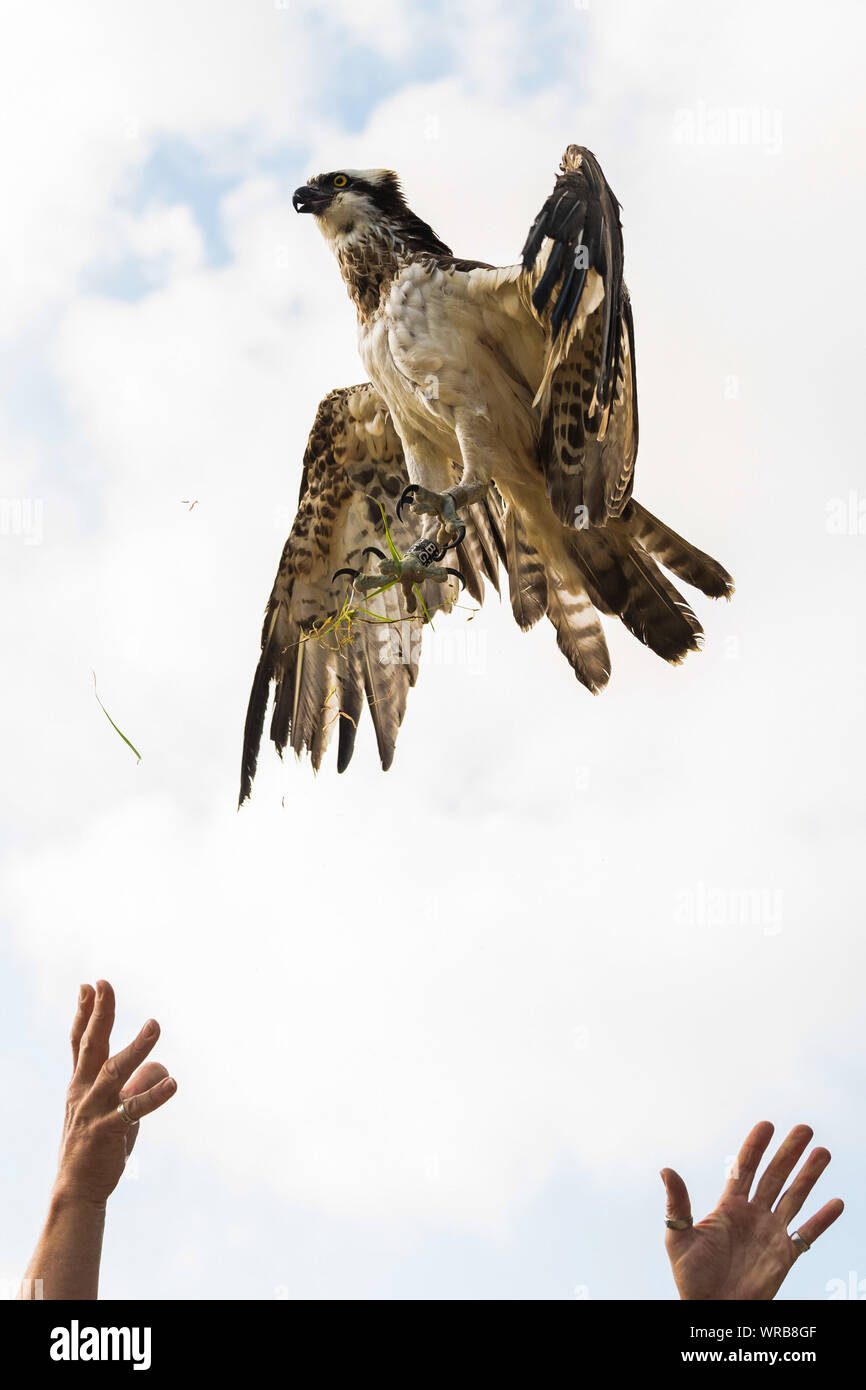 Friesoythe, Germany. 10th Sep, 2019. An osprey is released into the wild by Klaus Meyer, head of the Rastede wildlife sanctuary. He let the animal fly into freedom at the Thülsfel dam. The rare bird was cared for in the Rastede wildlife sanctuary. Credit: Mohssen Assanimoghaddam/dpa/Alamy Live News Stock Photo