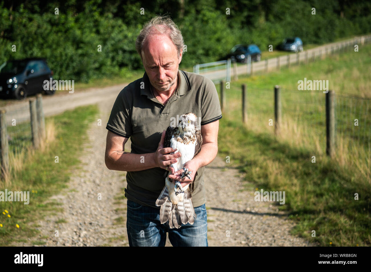 Friesoythe, Germany. 10th Sep, 2019. An osprey is captured by Klaus Meyer, head of the Rastede wildlife sanctuary. The animal is released by Meyer at the Thülsfedler dam. The rare bird was cared for in the Rastede wildlife sanctuary. Credit: Mohssen Assanimoghaddam/dpa/Alamy Live News Stock Photo