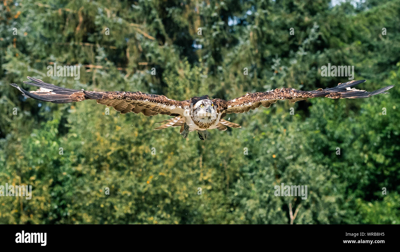 Friesoythe, Germany. 10th Sep, 2019. An osprey is released into the wild by Klaus Meyer, head of the Rastede wildlife sanctuary. He let the animal fly its freedom in the Thülsfeld dam. The rare bird was cared for in the Rastede wildlife sanctuary. Credit: Mohssen Assanimoghaddam/dpa/Alamy Live News Stock Photo